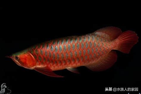 辣椒紅龍幼魚|龍魚分類